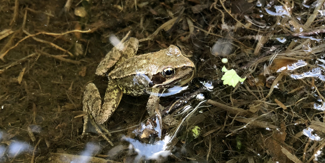 Grenouille agile